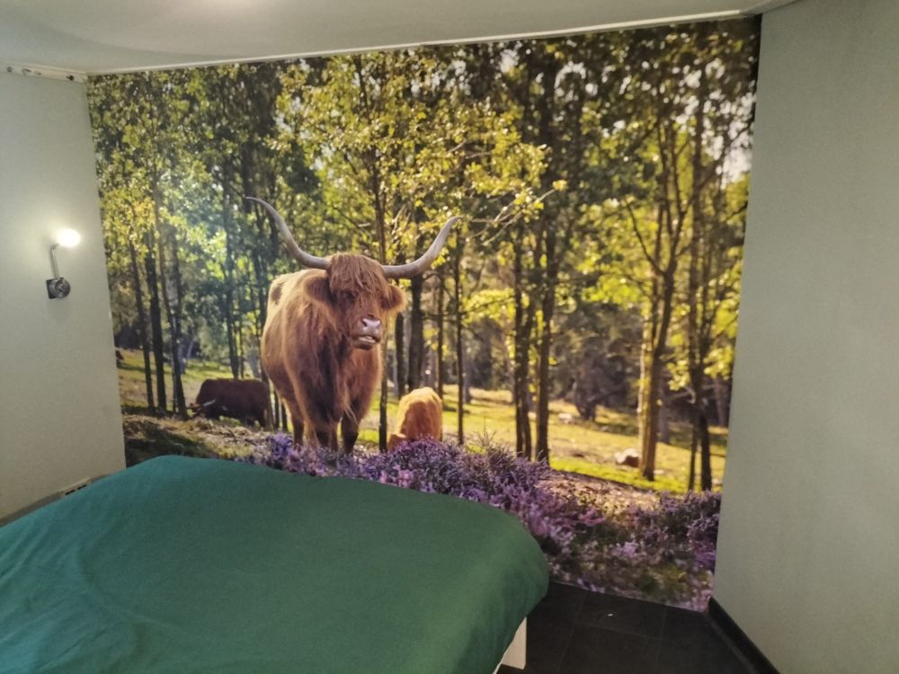 Hooglanders in natuurgebied