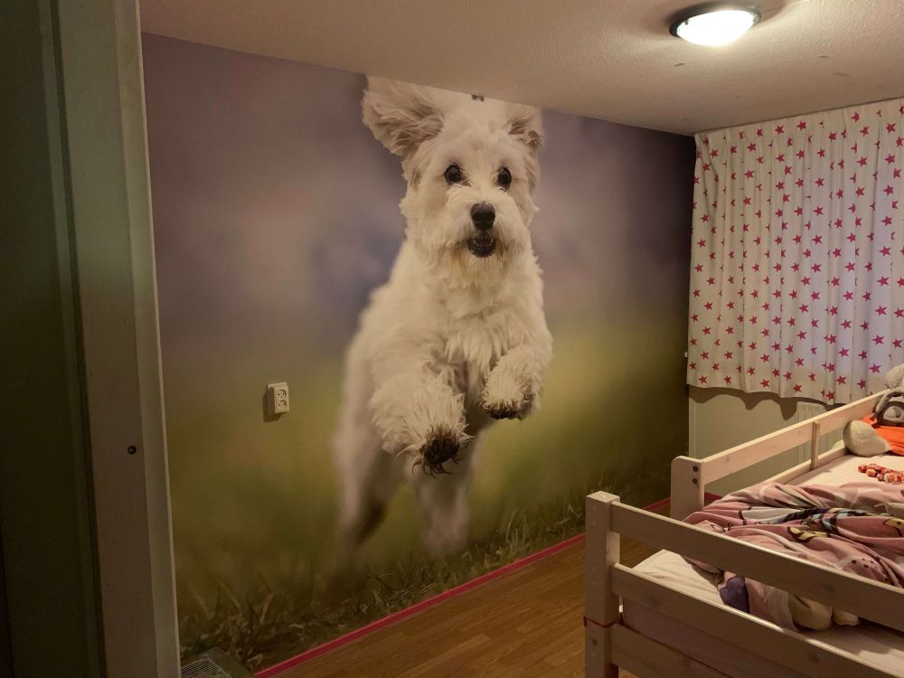 Rennende hond
