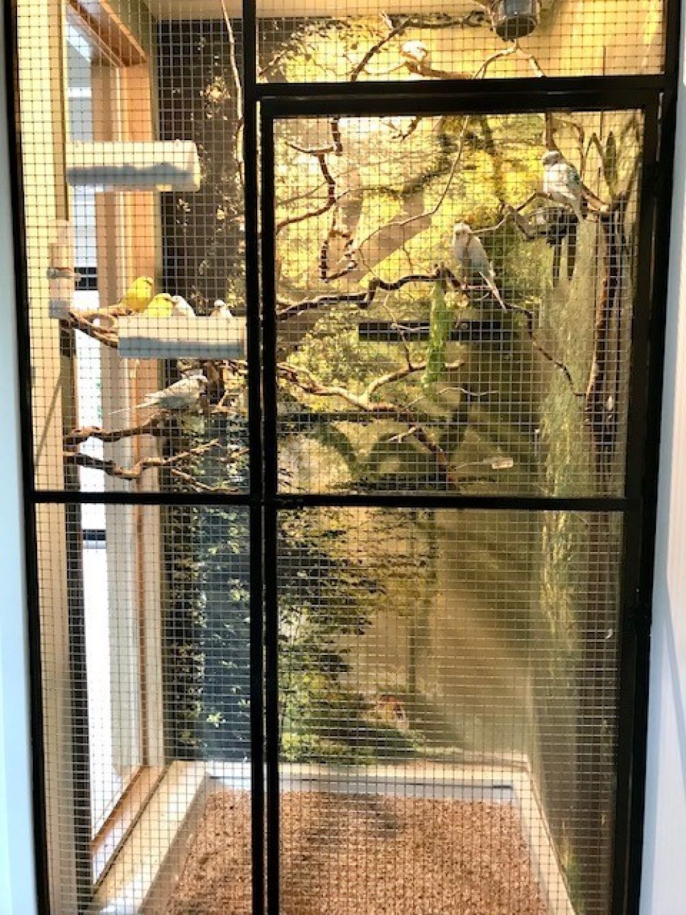 Zonnestralen door de bomen