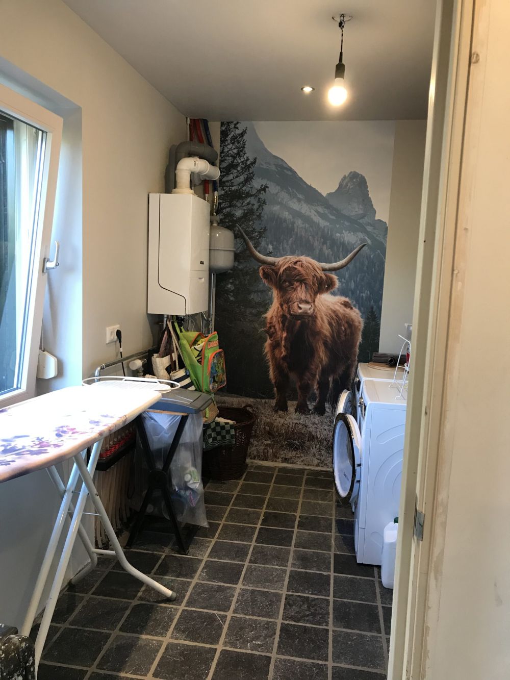 Schotse hooglander tussen de bomen