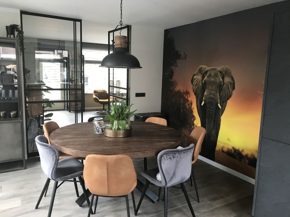 Olifant in de zonsondergang