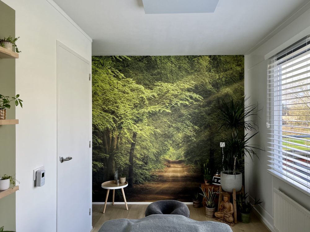 Pad in bos met zonnestralen 