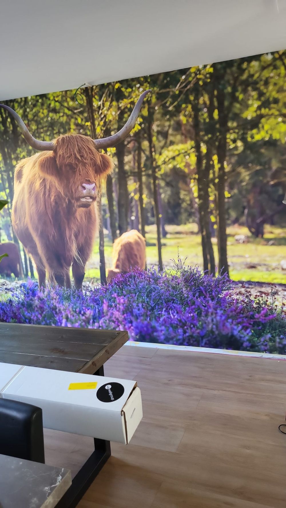 Hooglanders in natuurgebied