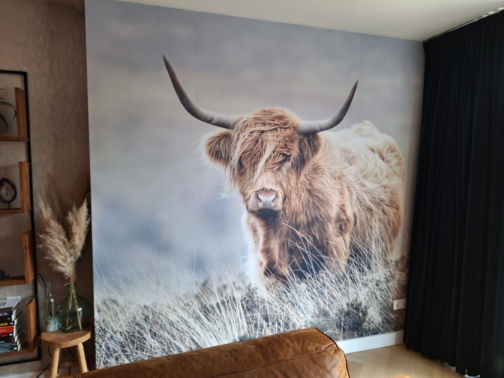 Schotse hooglander in de natuur