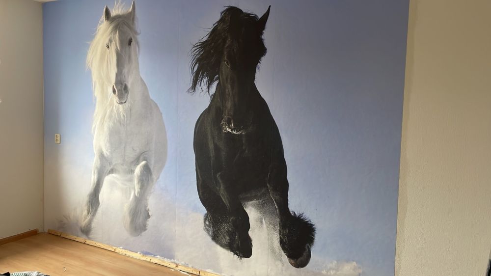 Wit en een zwart paard