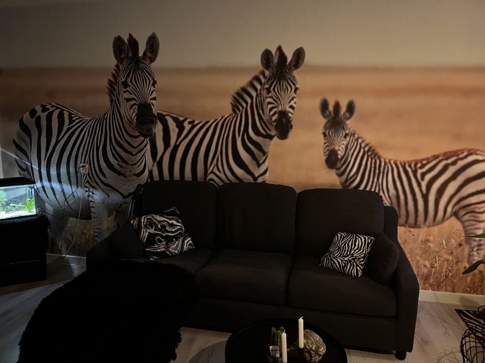 Zebra's in de natuur