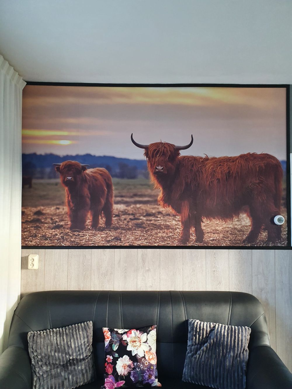 Schotse hooglanders in het weiland