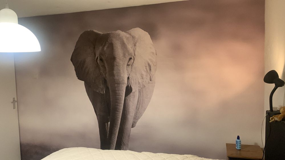 Mooie olifant