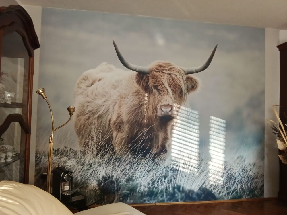 Schotse hooglander in de natuur