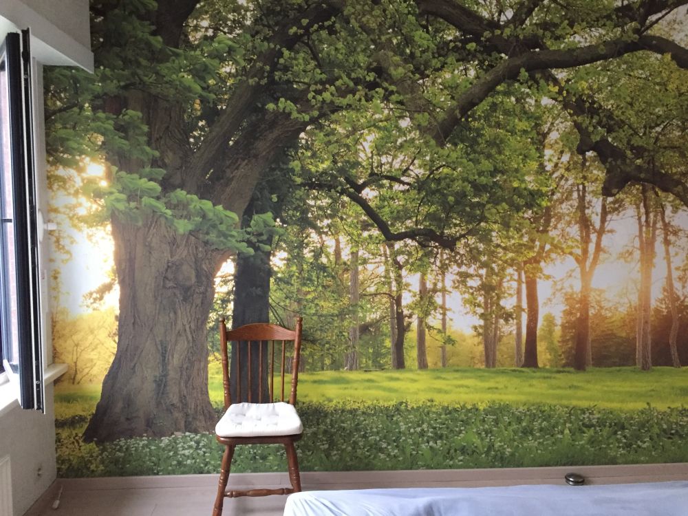 Fotobehang van een open plek in het bos