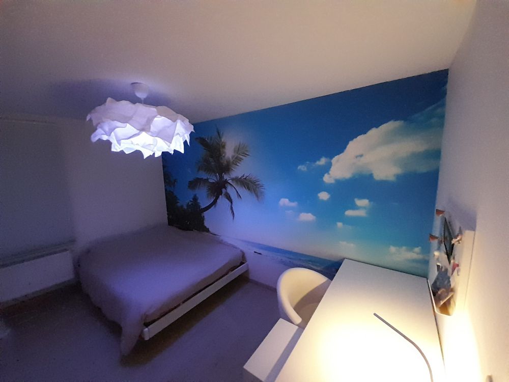Grote palmboom