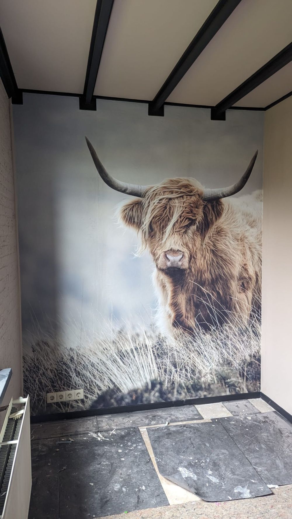 Schotse hooglander in de natuur