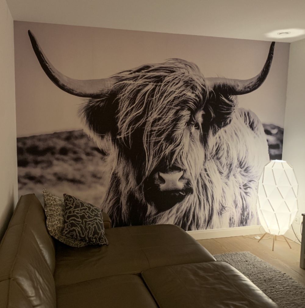 Schotse hooglander in zwart-wit