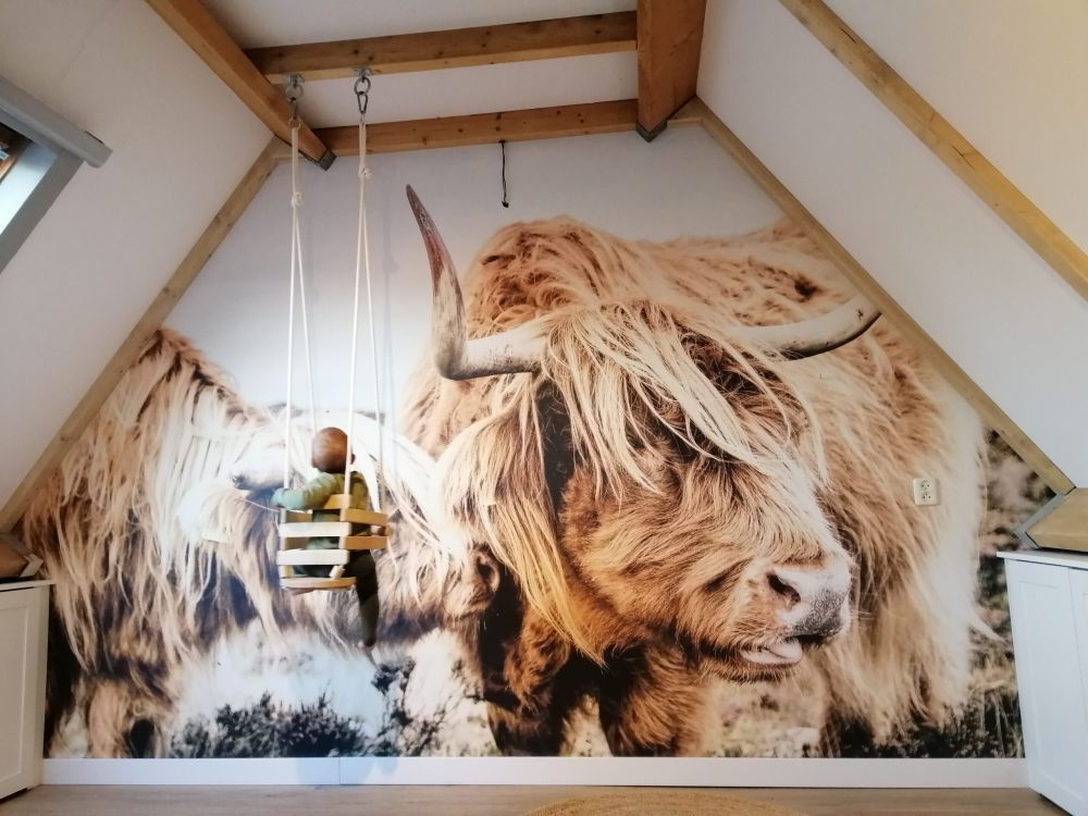 Twee Schotse hooglanders