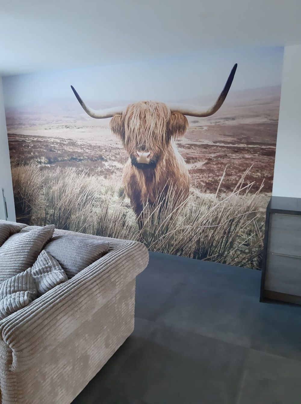 Schotse hooglander met riet