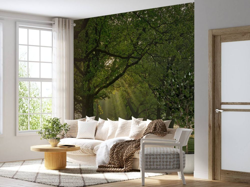 Pad tussen eikenbomen