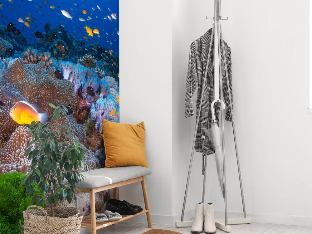 Anemon and Anthias
