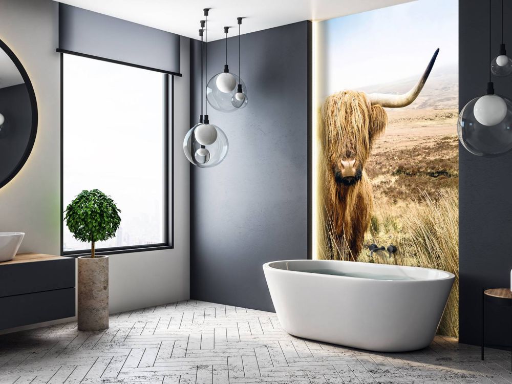 Schotse hooglander met riet