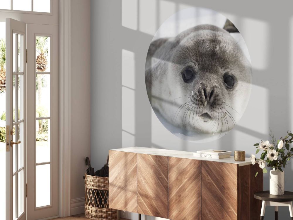 Close-up van een zeehond
