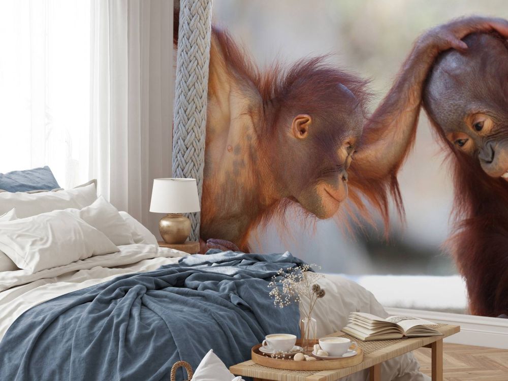 Baby orang oetans