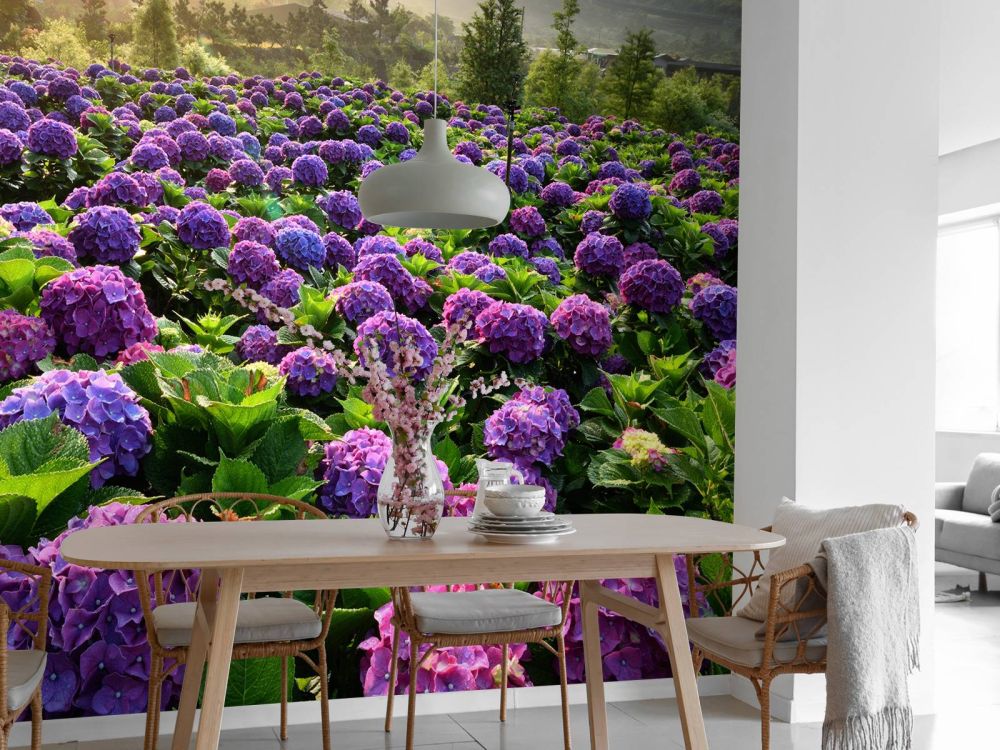 Hortensia's in een veld