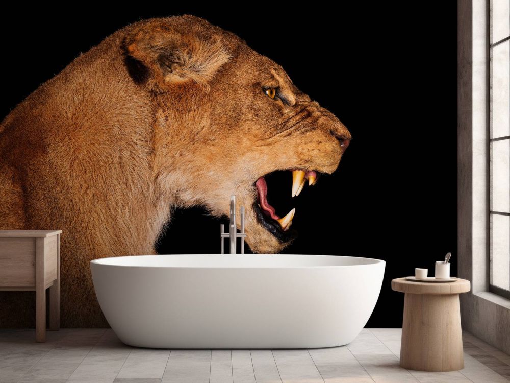 Lioness side view