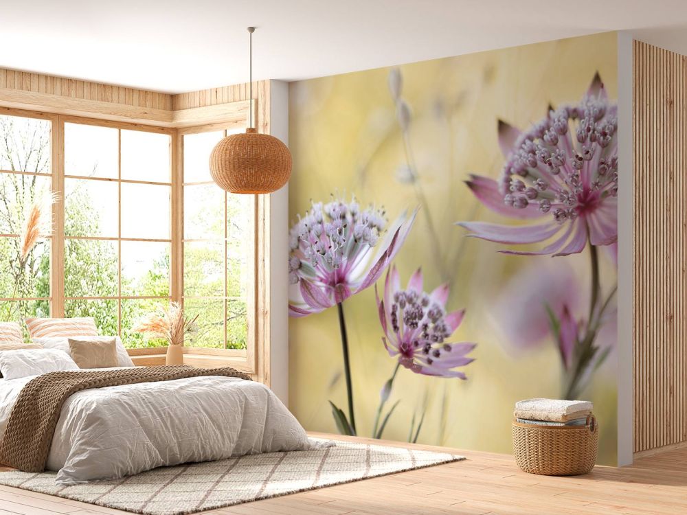 Astrantia Major