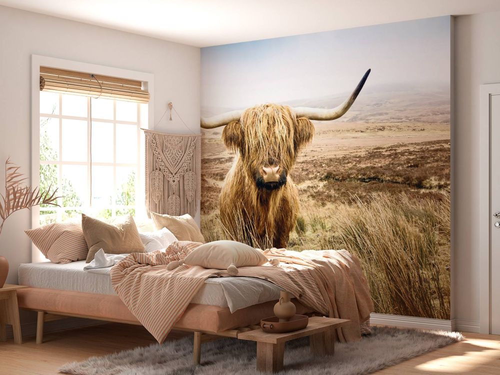 Schotse hooglander met riet