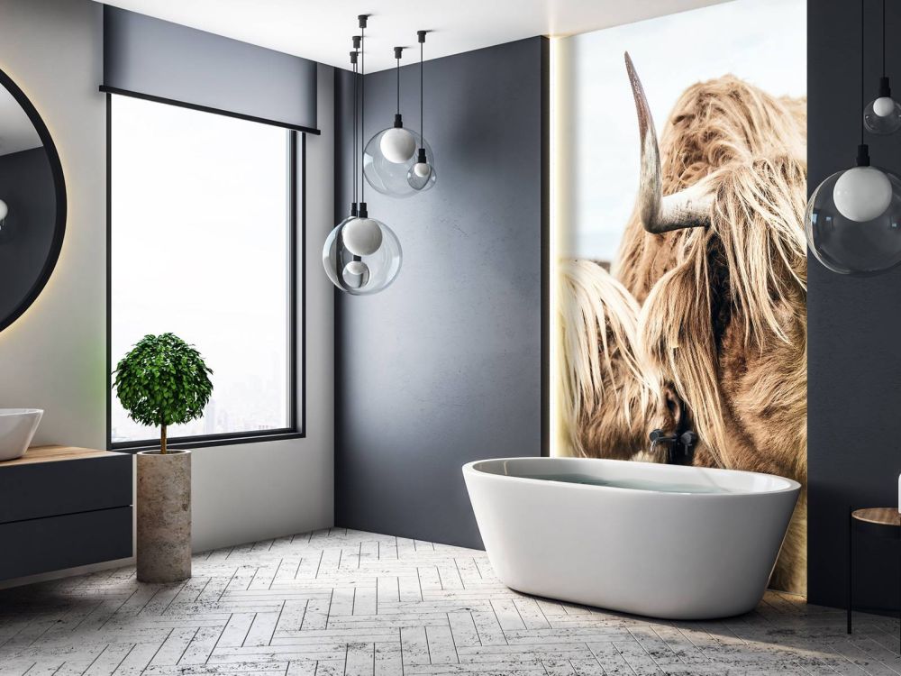 Twee Schotse hooglanders