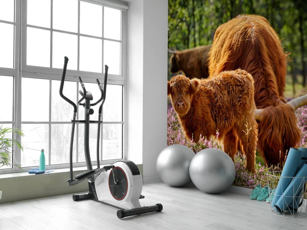 Familie Schotse hooglanders