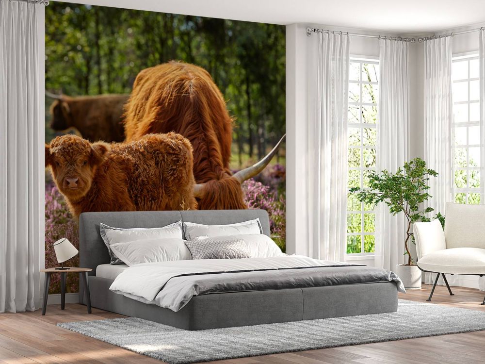 Familie Schotse hooglanders