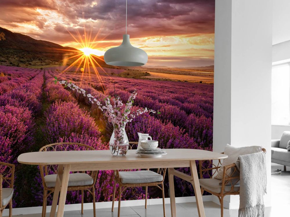 Lavendel onder de zon