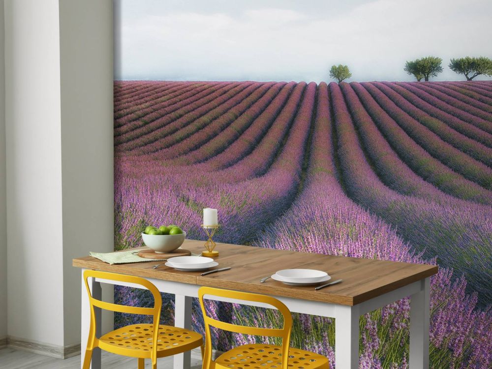 Velours de Lavender