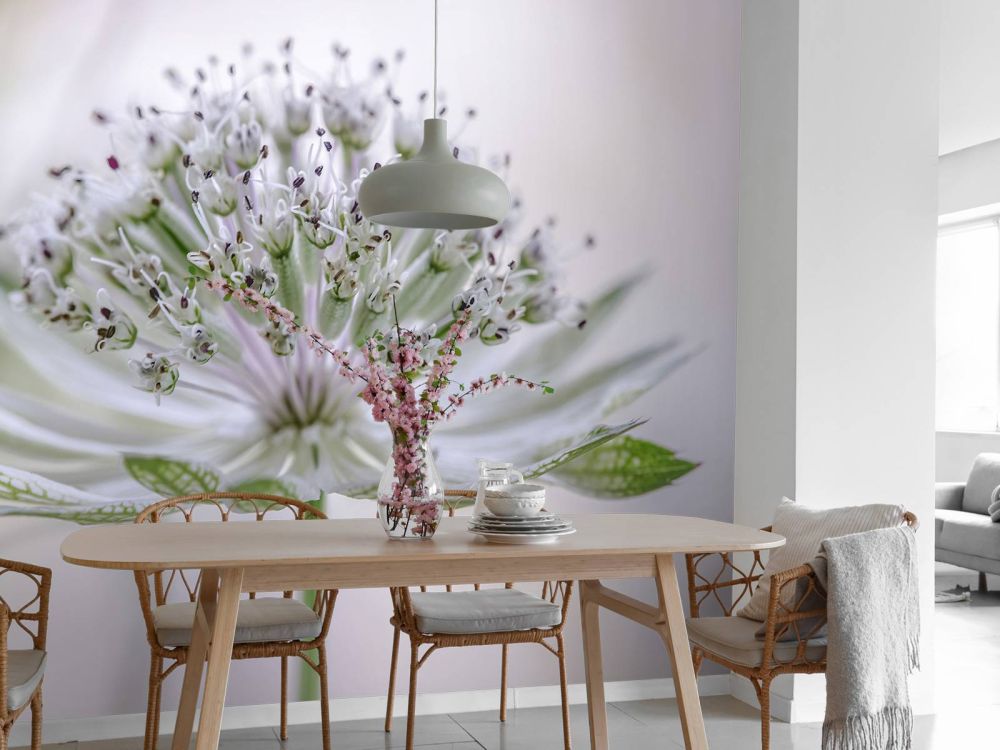 Astrantia