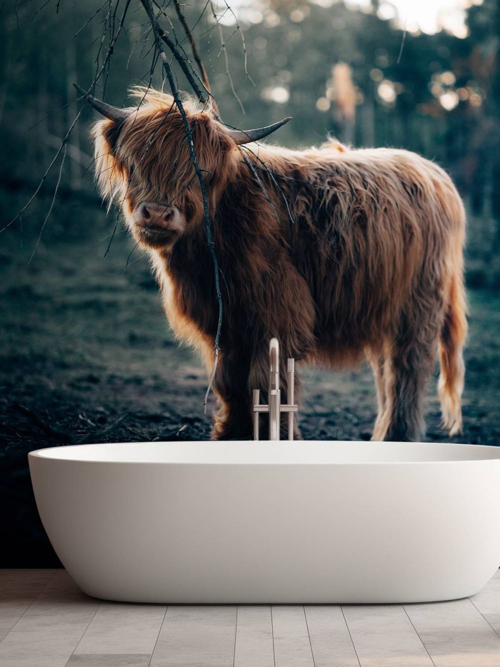 Schotse hooglander aan de bosrand