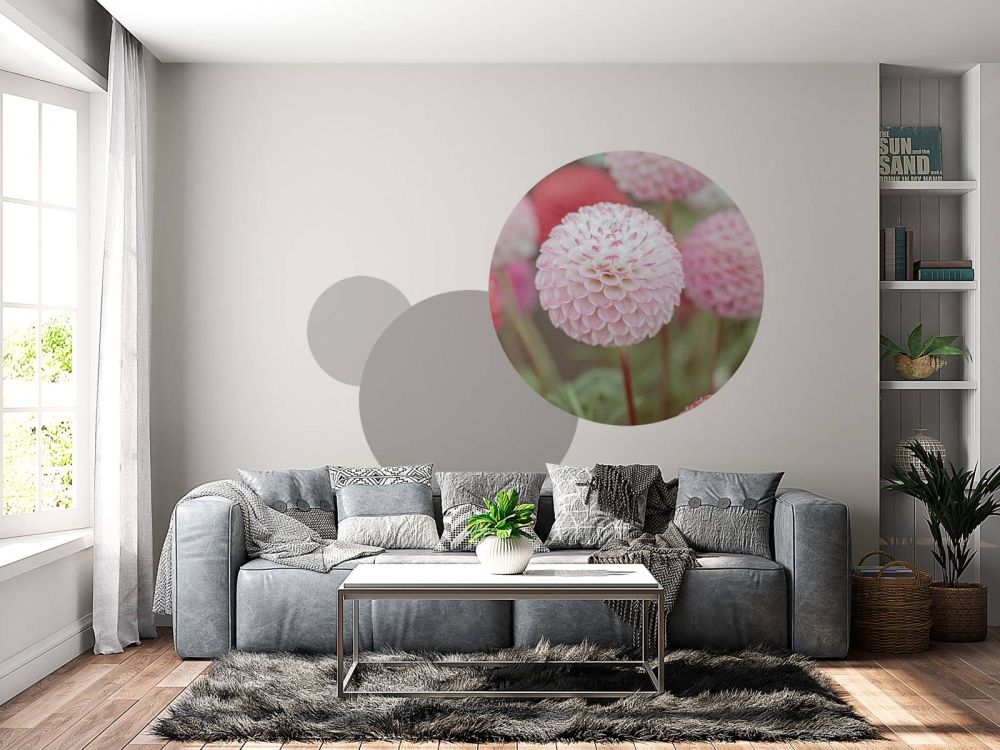 Roze dahlia bloemen