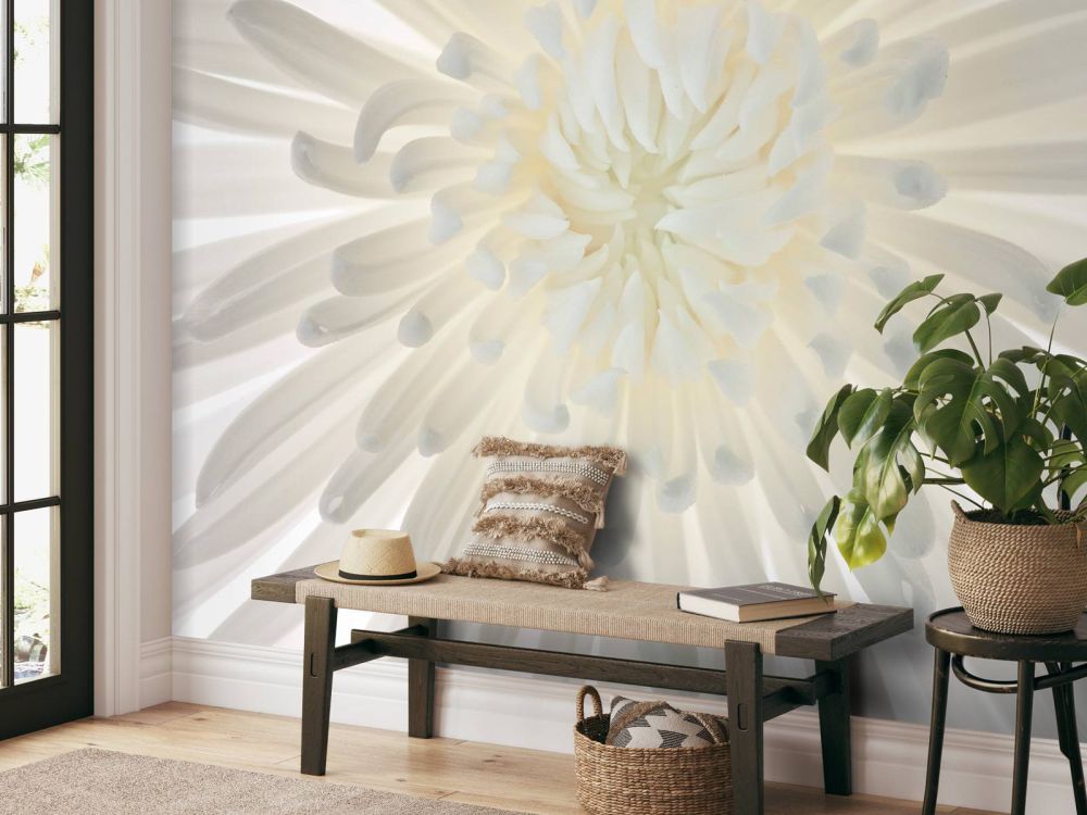 Chrysanthemum