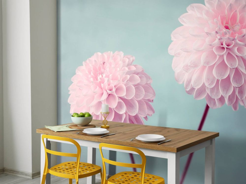 Twee Dahlia bloemen