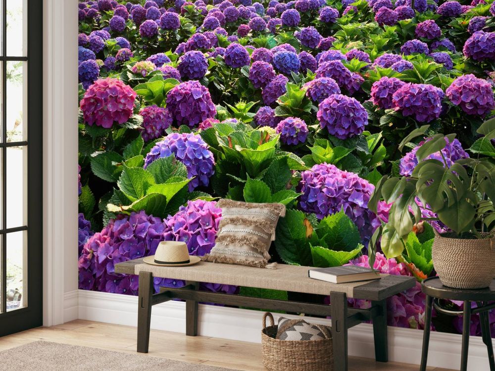 Hortensia's in een veld