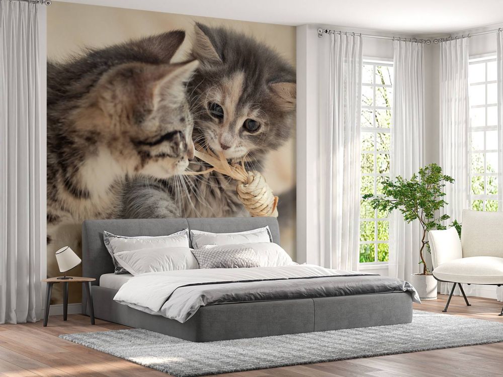 Spelende kittens