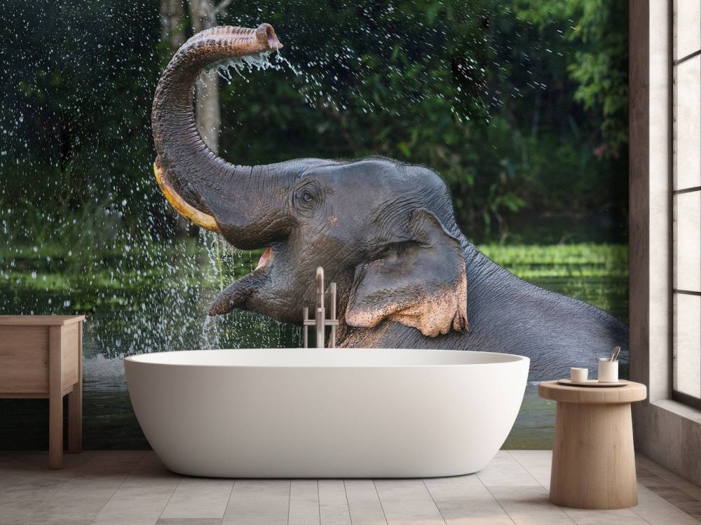 Olifant in water