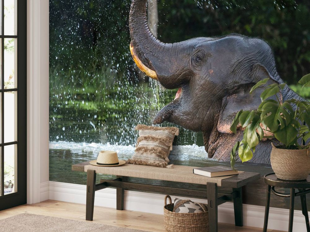 Olifant in water