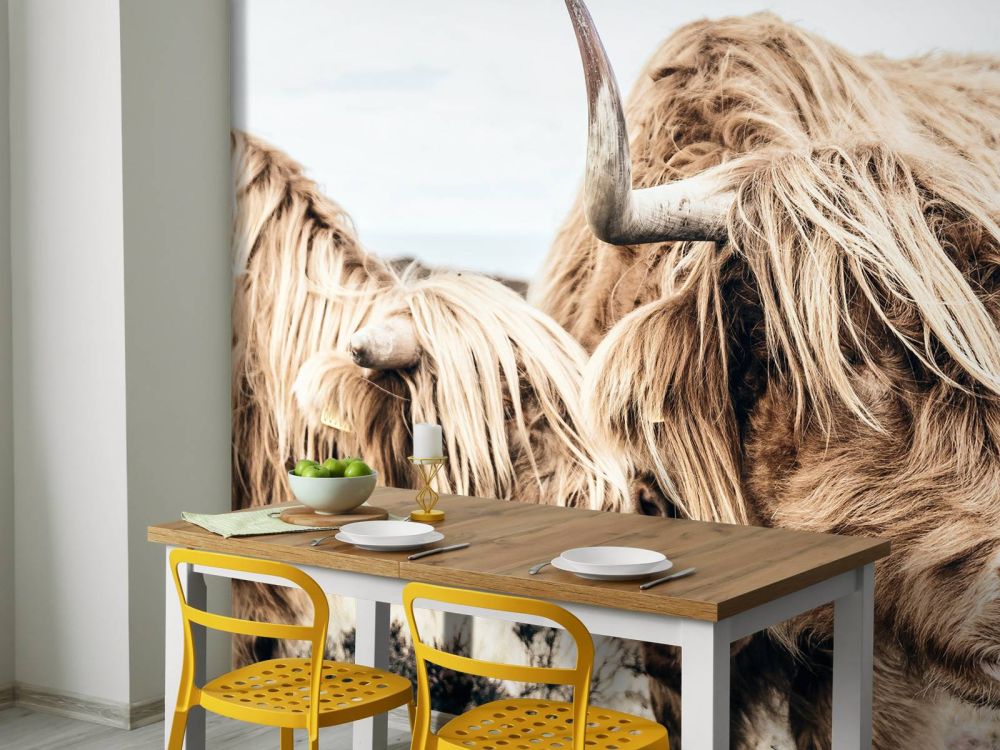 Twee Schotse hooglanders