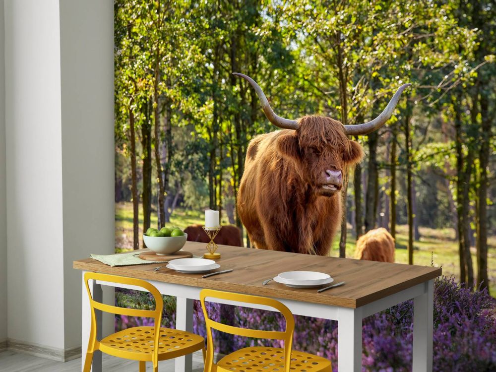 Hooglanders in natuurgebied
