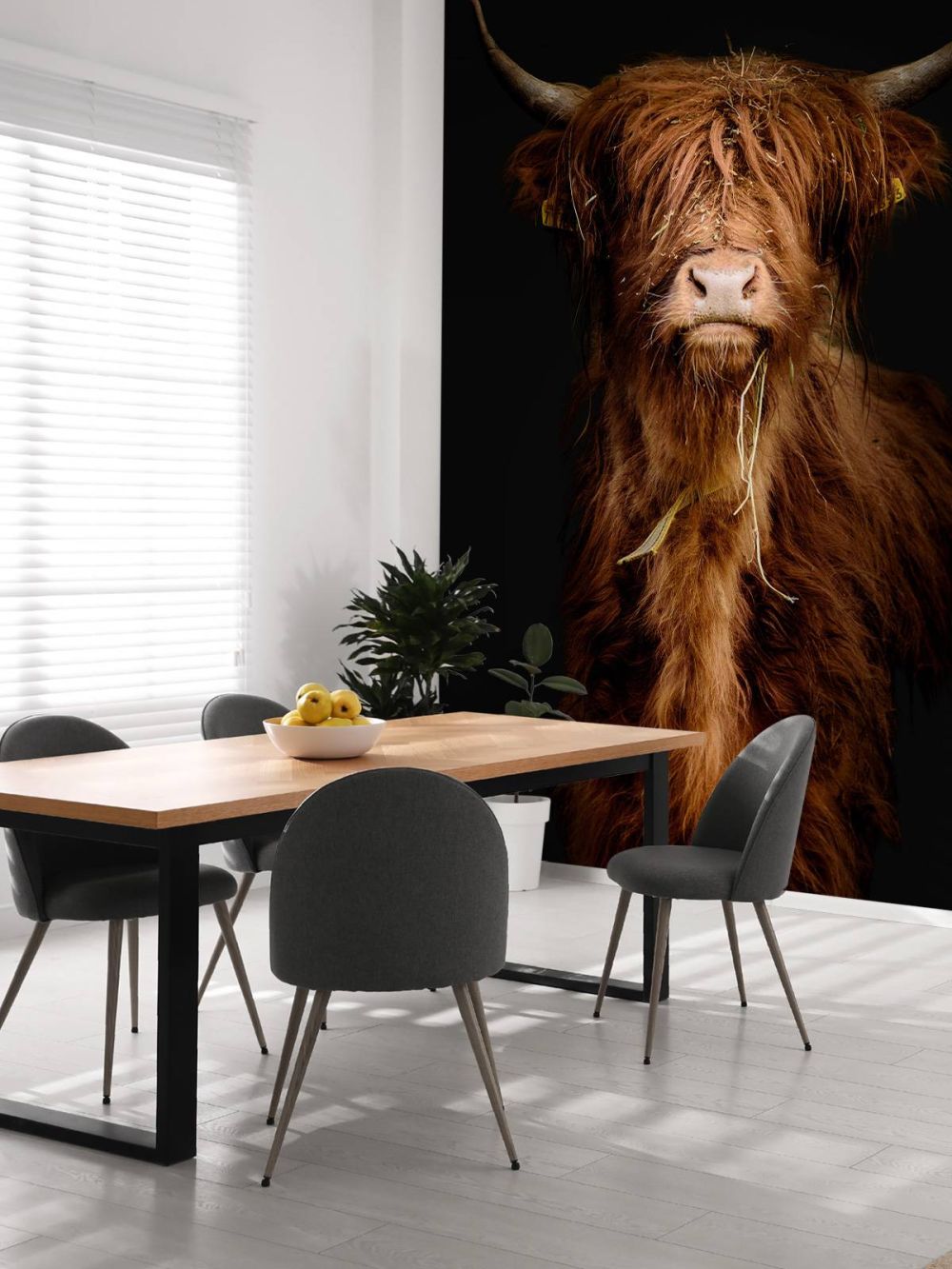 Portret Schotse hooglander