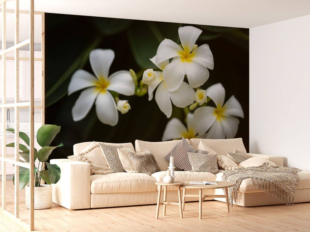 Close-up Plumeria's