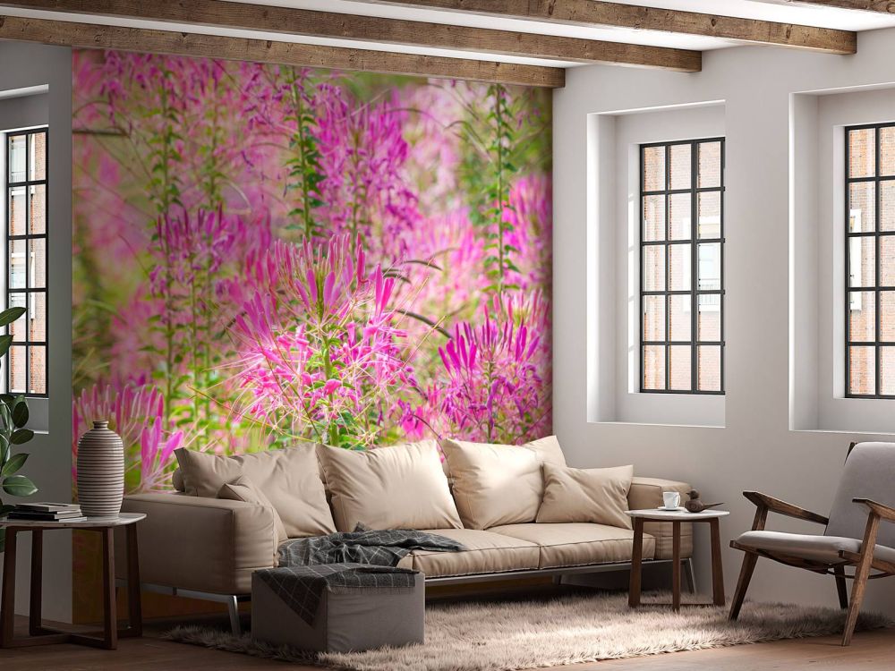 Cleome bloemen