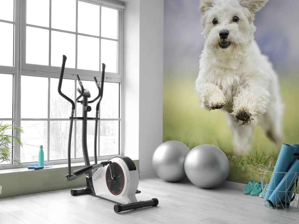 Rennende hond
