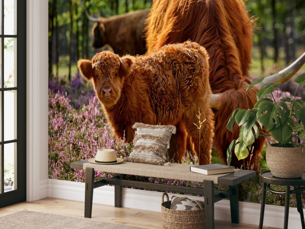 Familie Schotse hooglanders