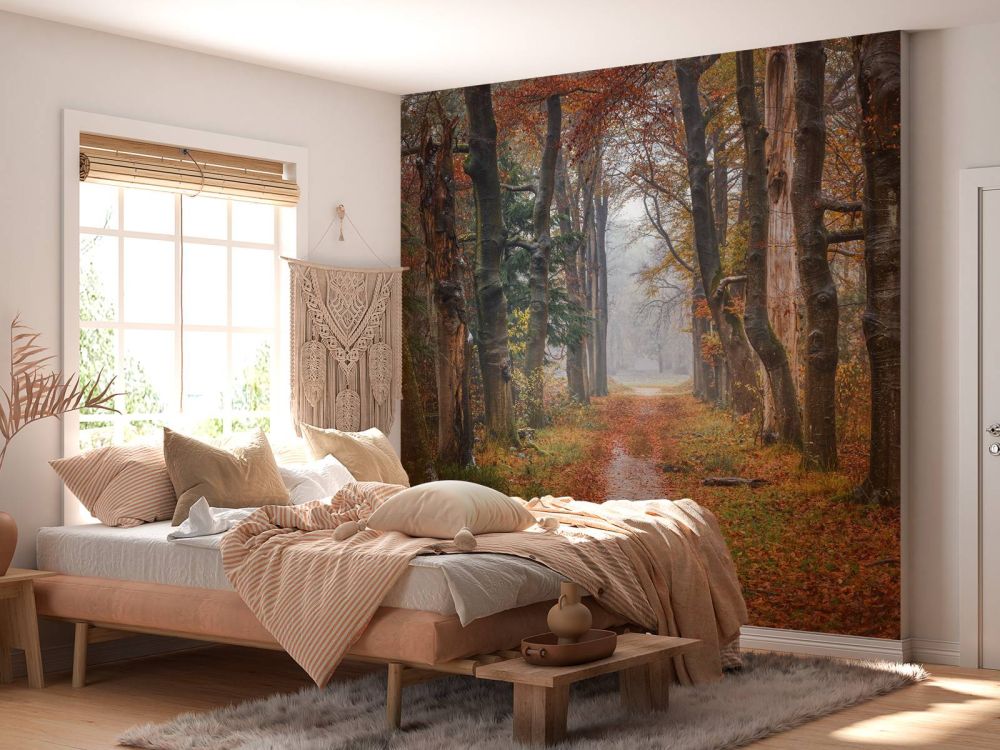 Bospad met oude bomen